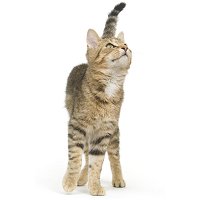 Learn about cat marking behavior