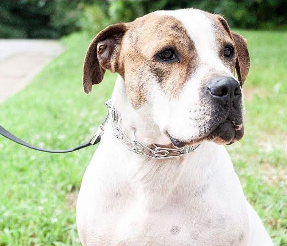 3-pack Sprenger Ultra Prong Training Collar Links 3.25mm