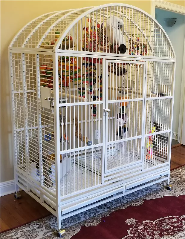 avian adventures bird cages