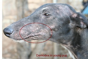 demodectic mange in dogs