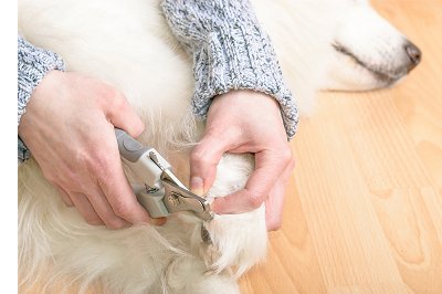 How to Cut a Dog's Nails