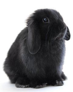 litter training rabbits