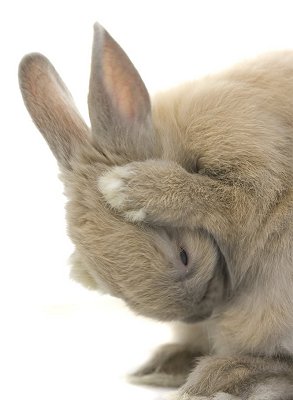 litter training rabbits